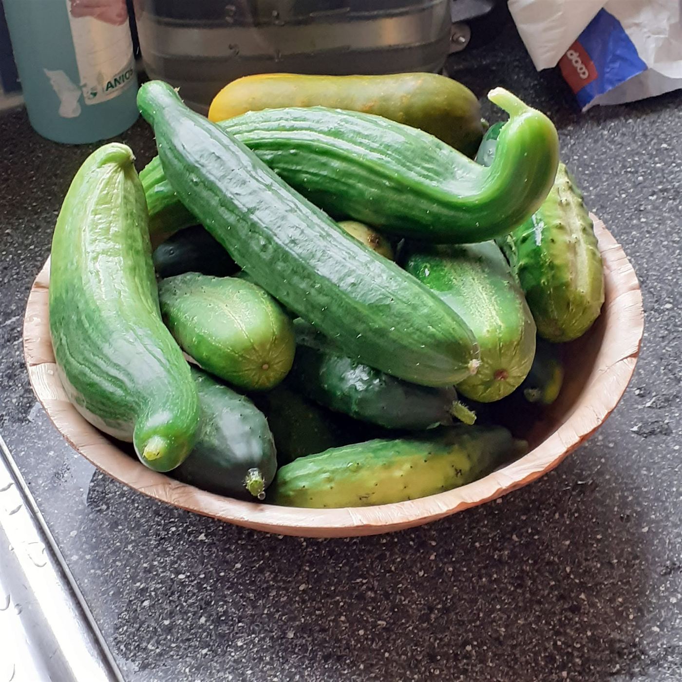 Cucumis sativus