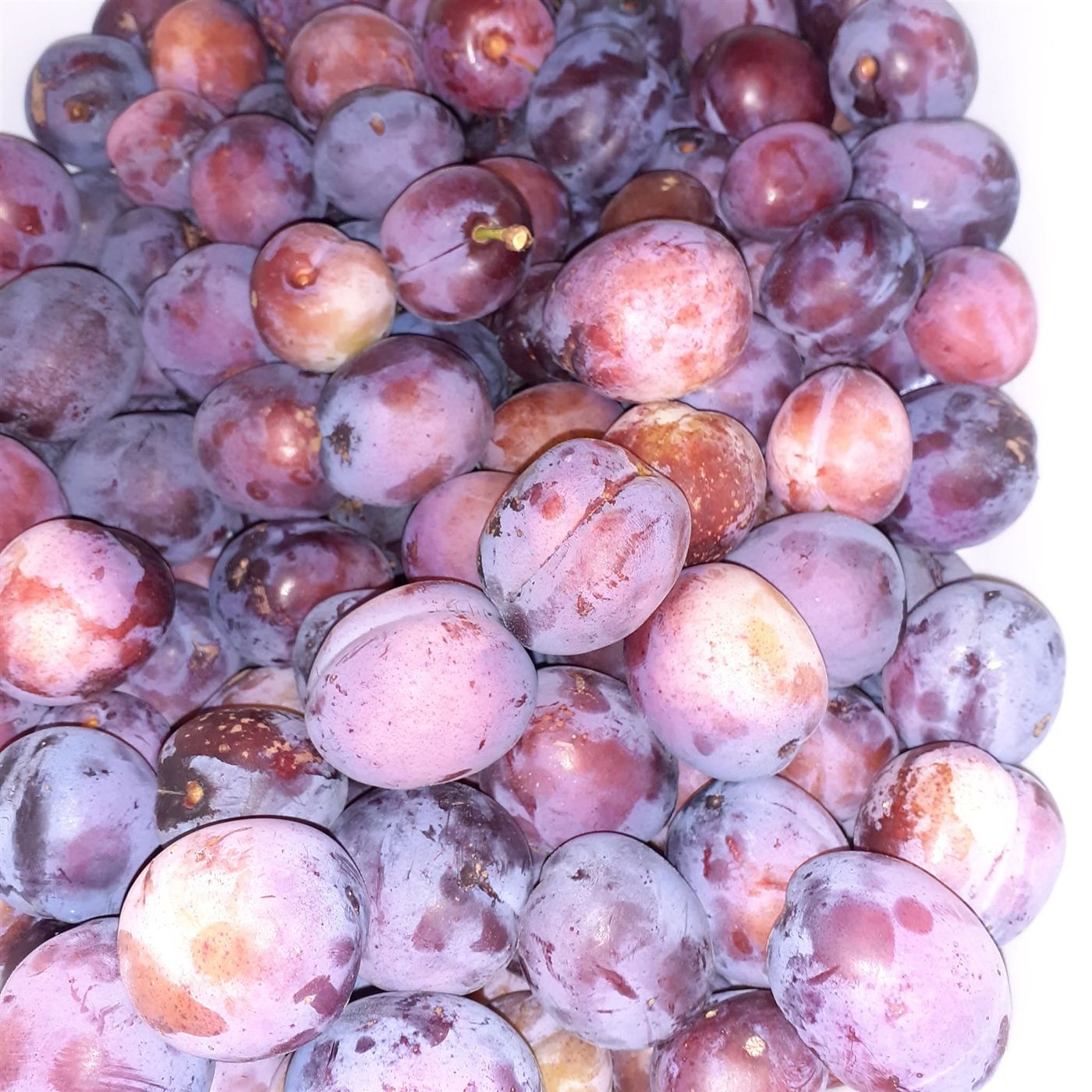 Prunus domestica