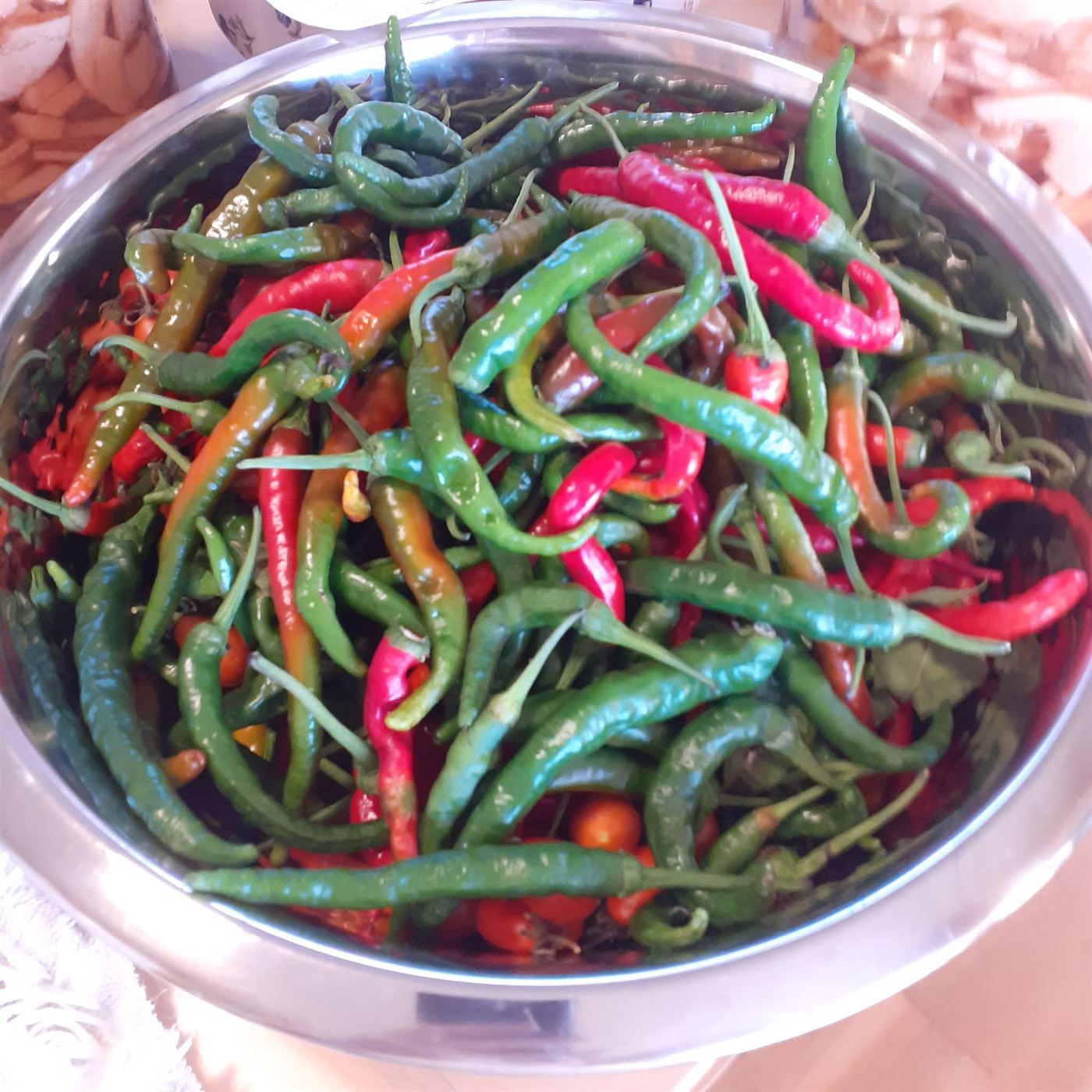 Capsicum annuum