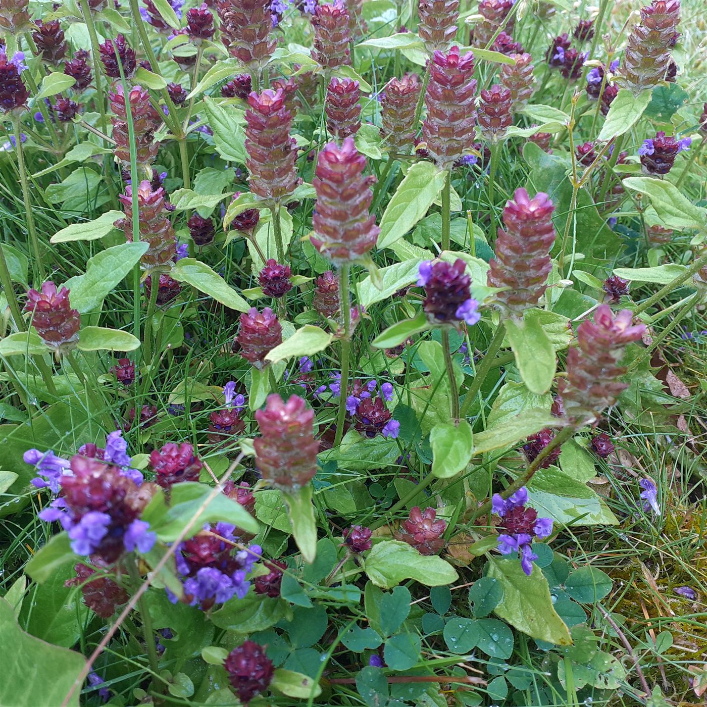 Prunella vulgaris