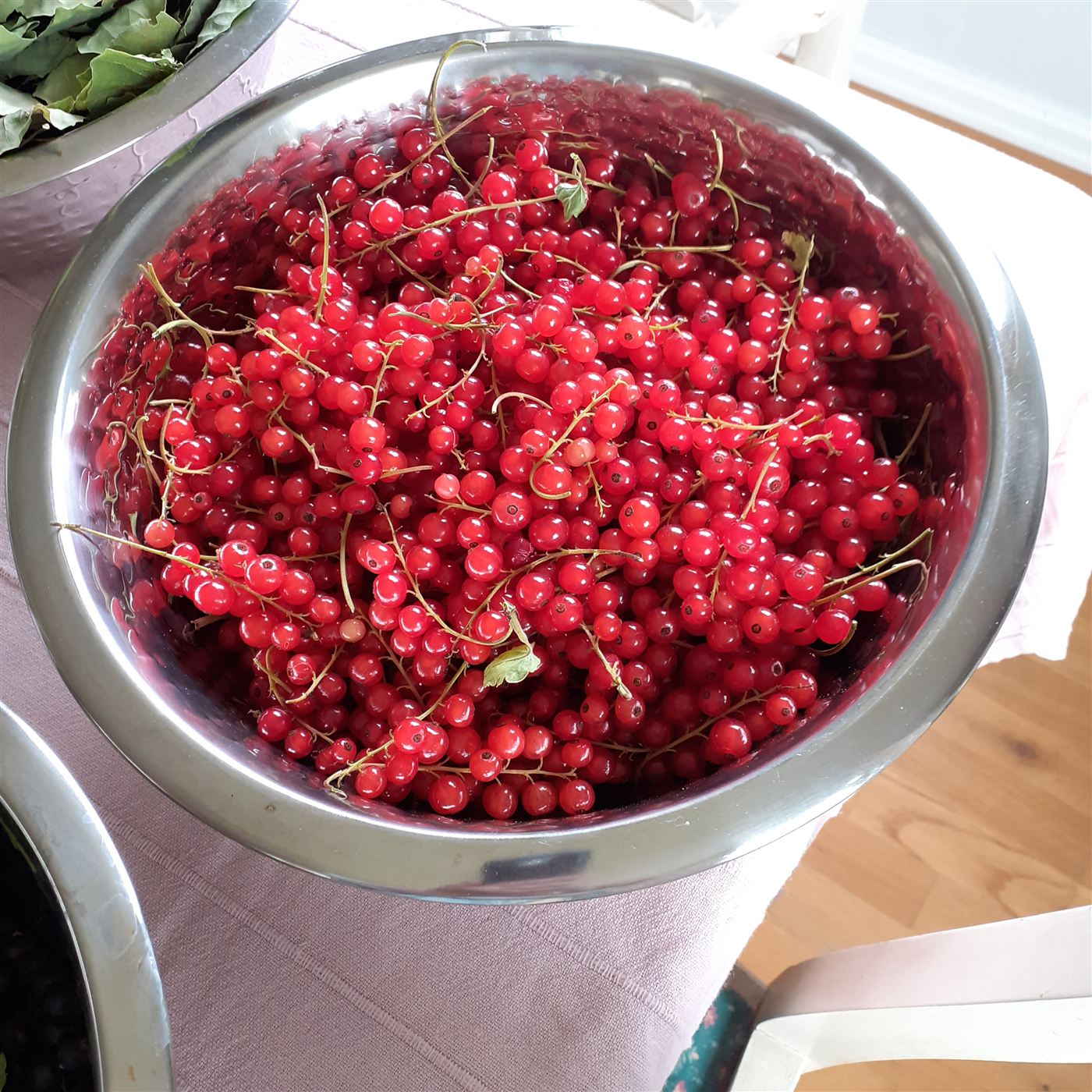 Ribes rubrum