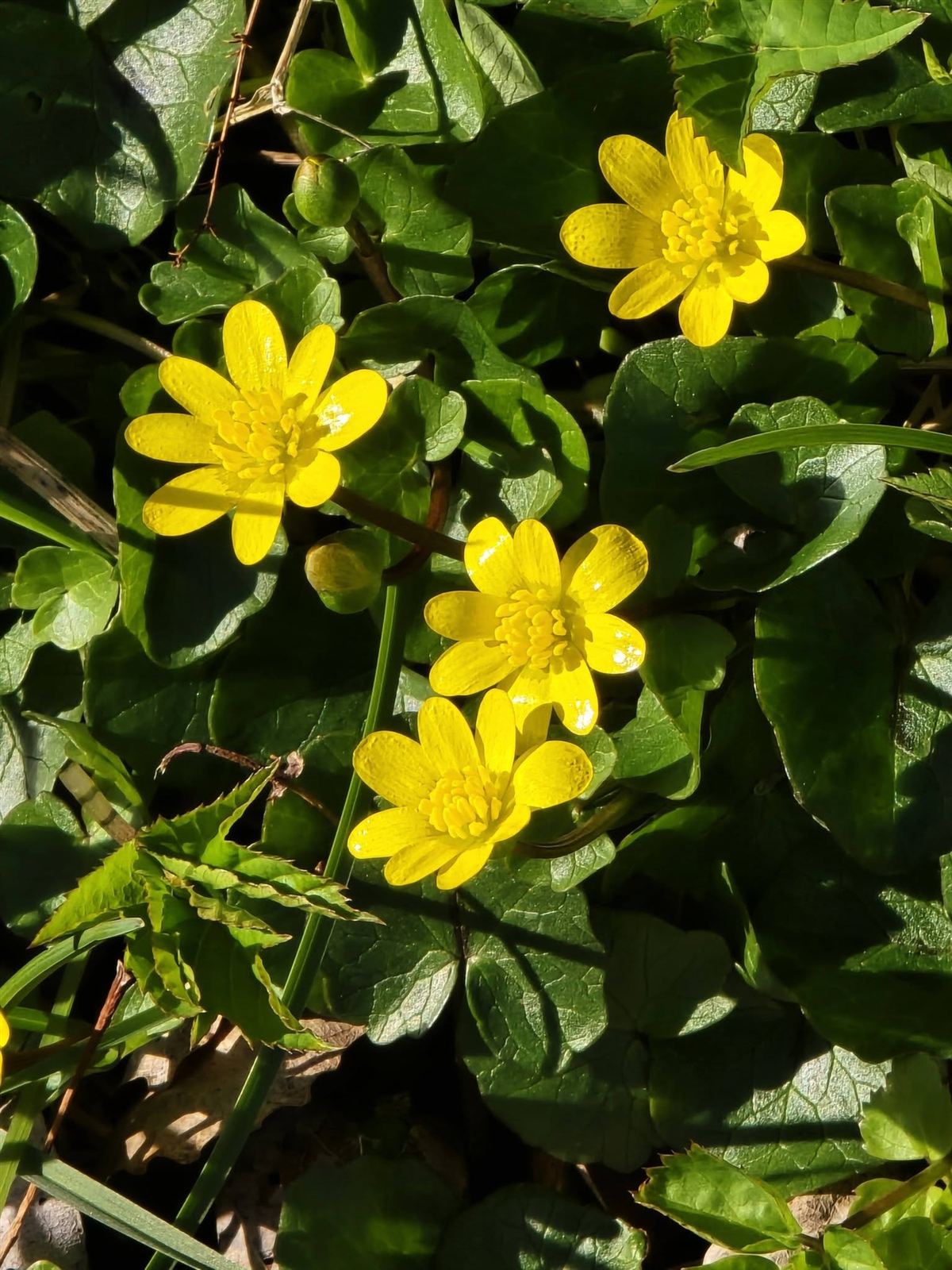 Ficaria verna