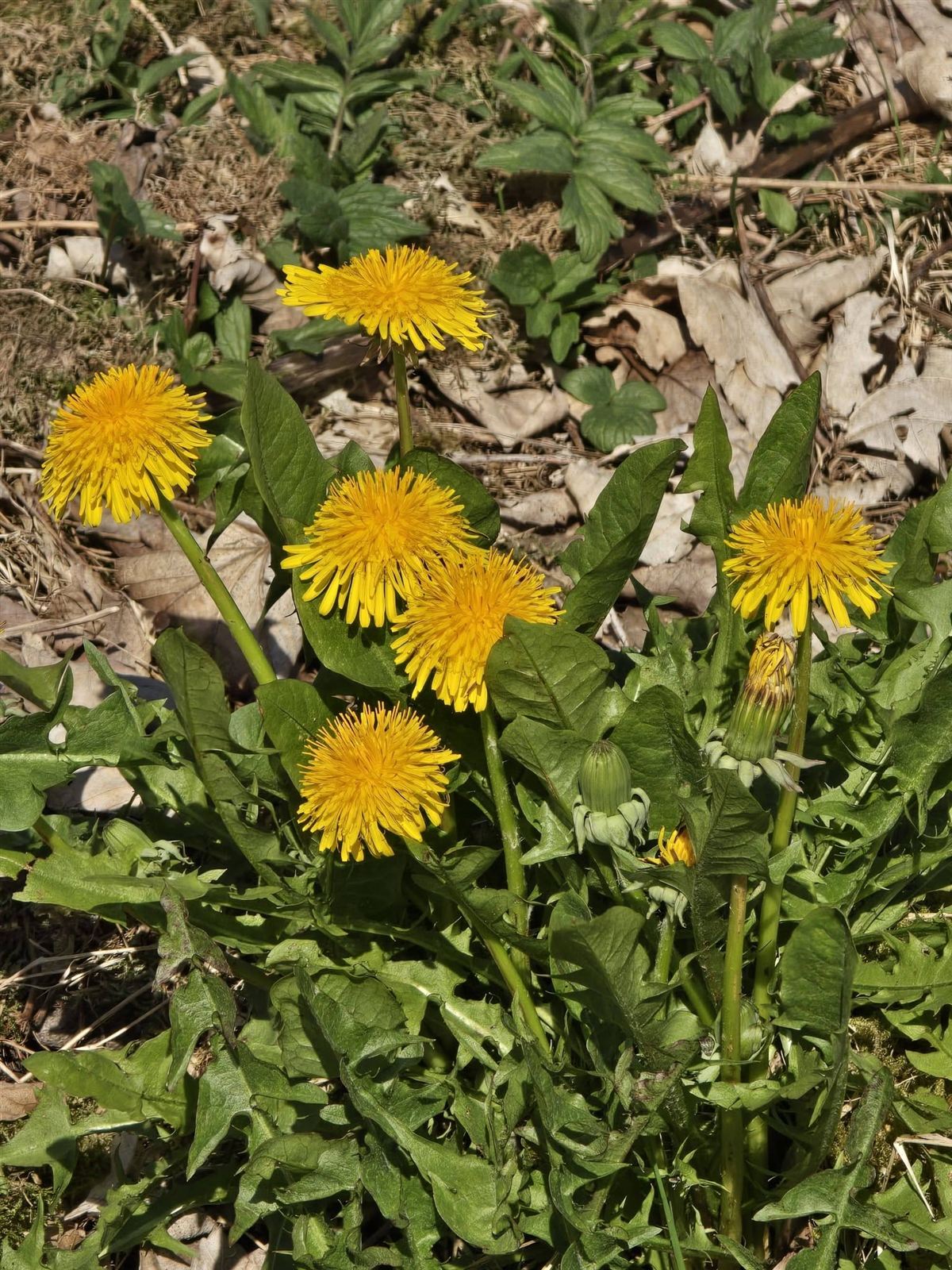 Taraxacum officinale