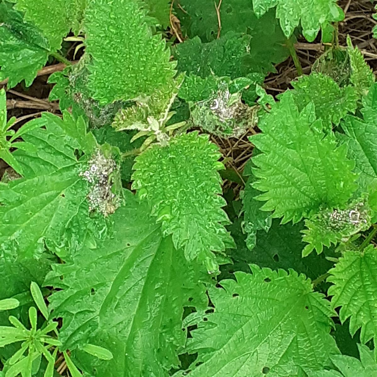 Urtica dioica