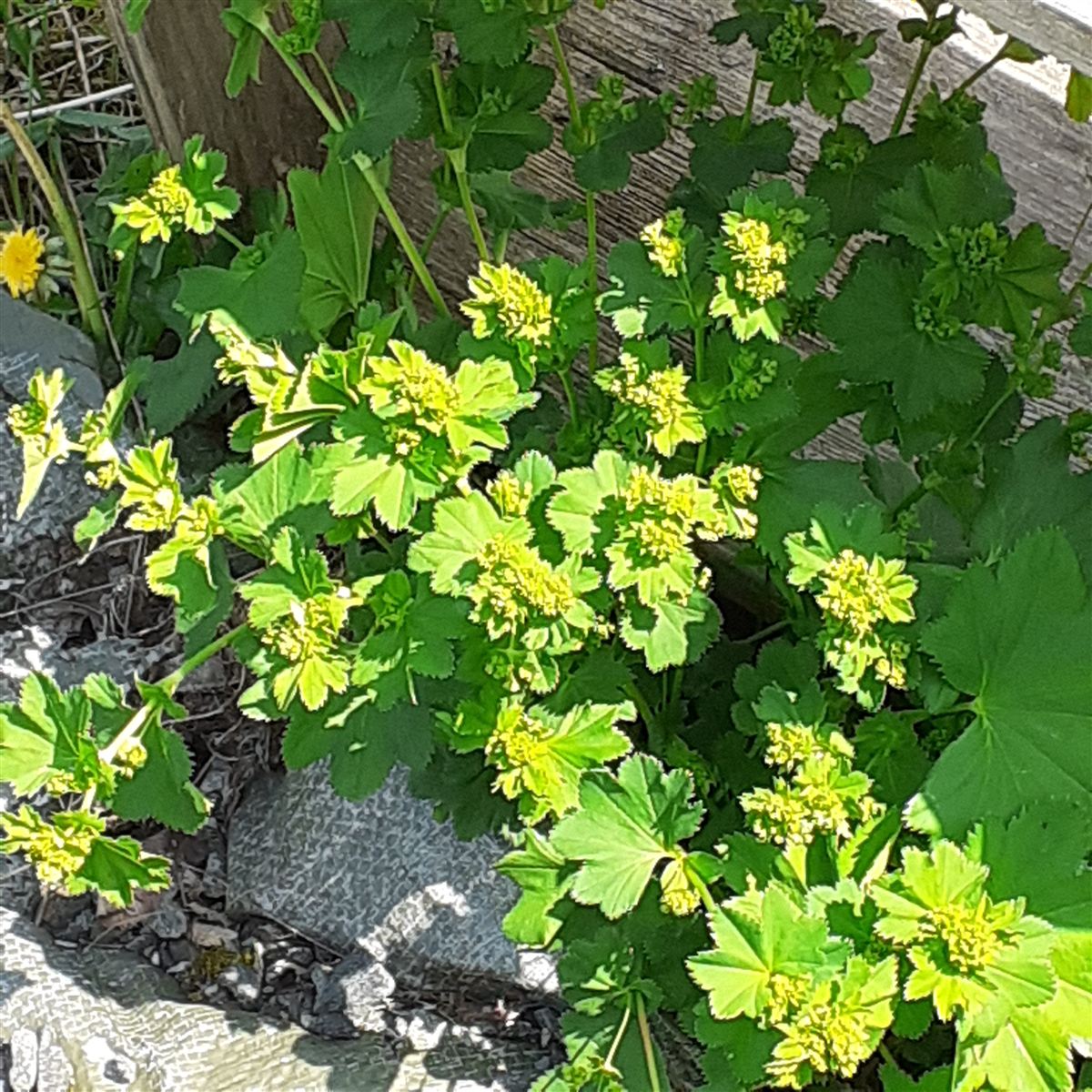 Alchemilla mollis