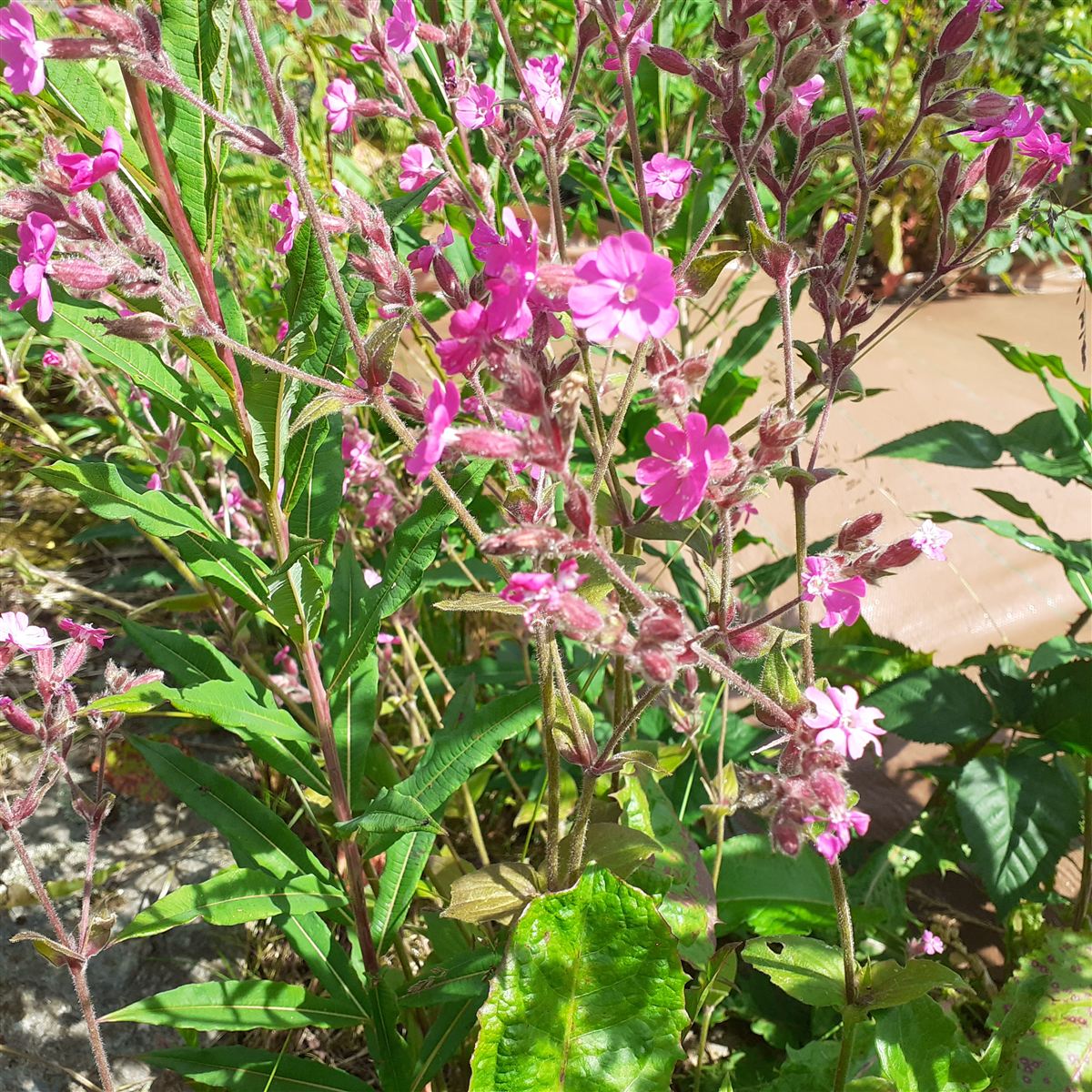 Silene dioica