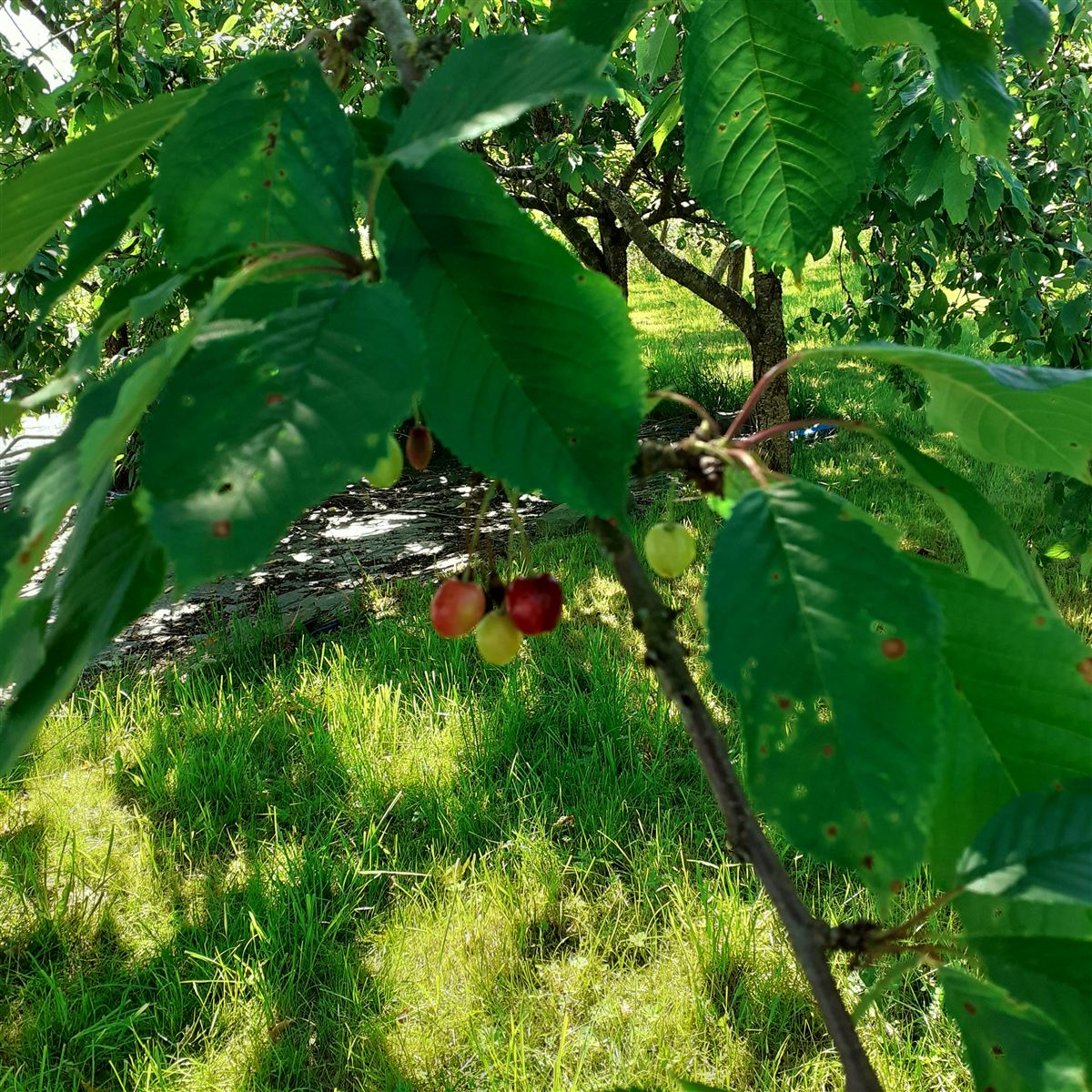 Prunus avium