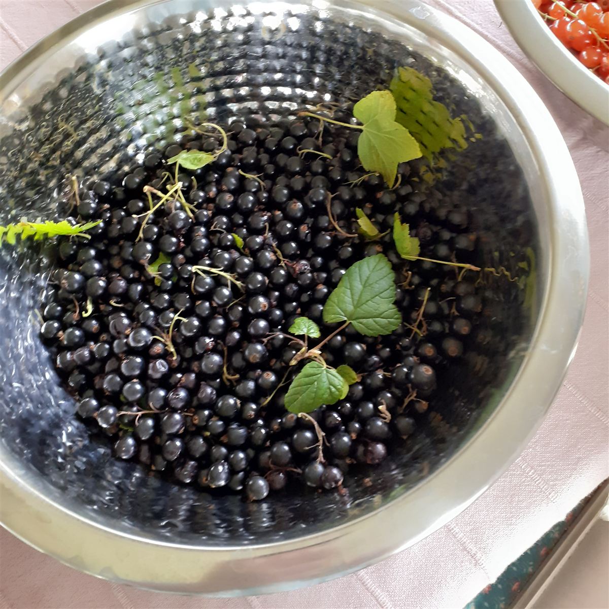 Ribes nigrum