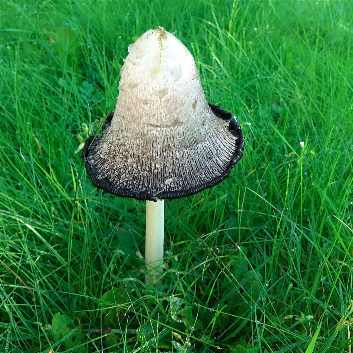 Coprinus comatus