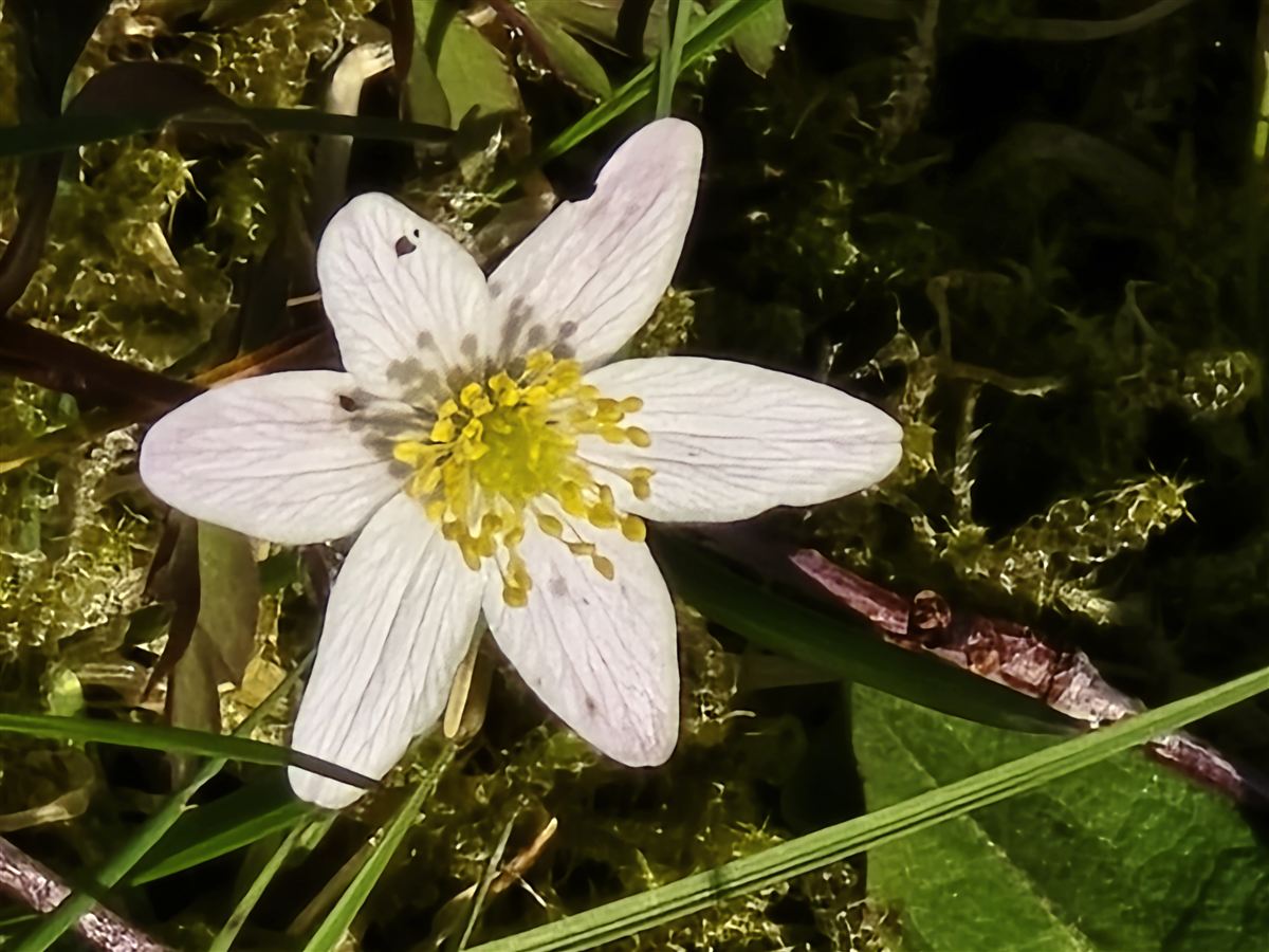 Anemone nemorosa