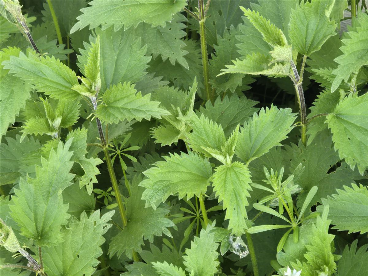 Urtica dioica