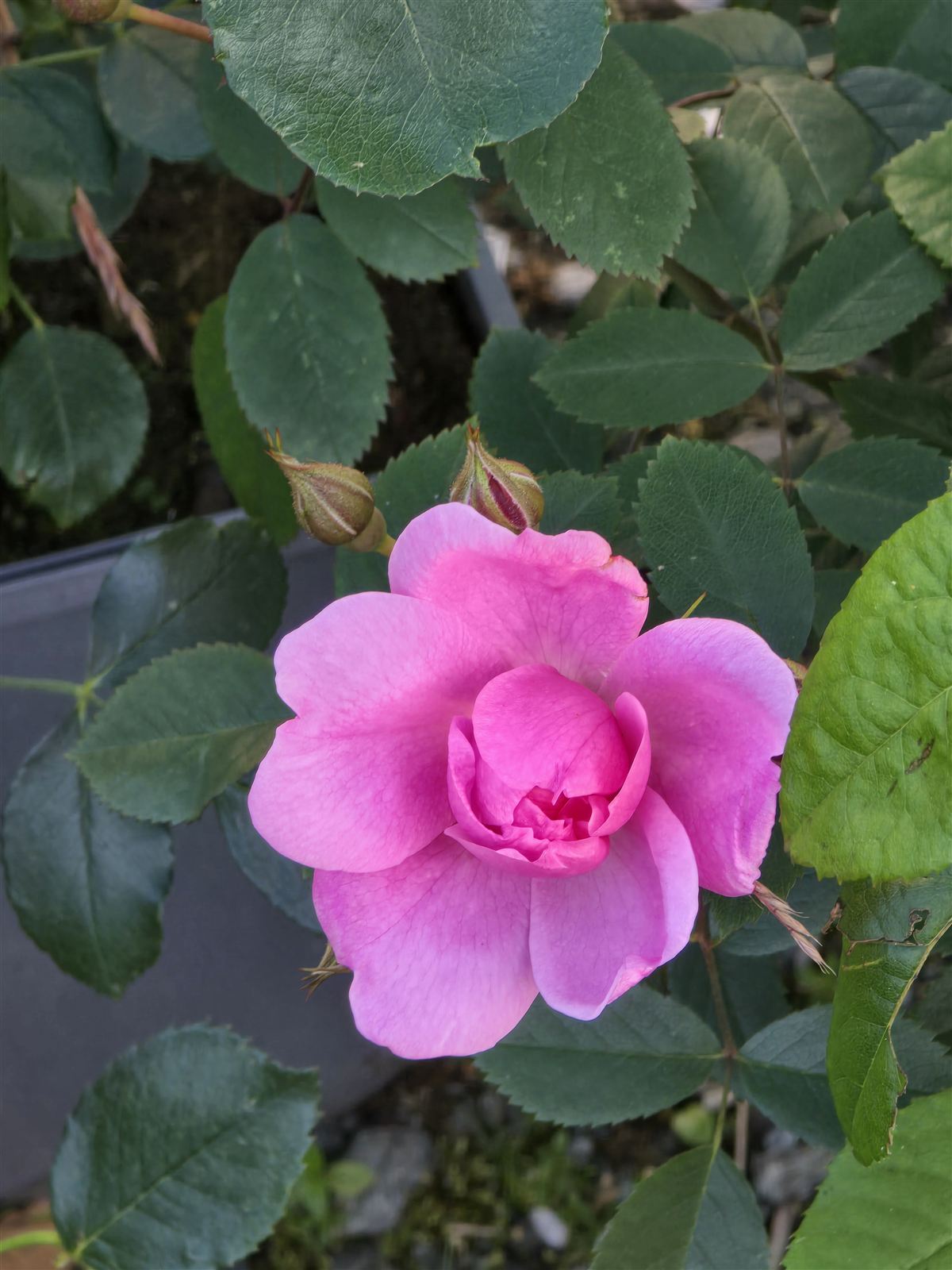 Rosa sp.