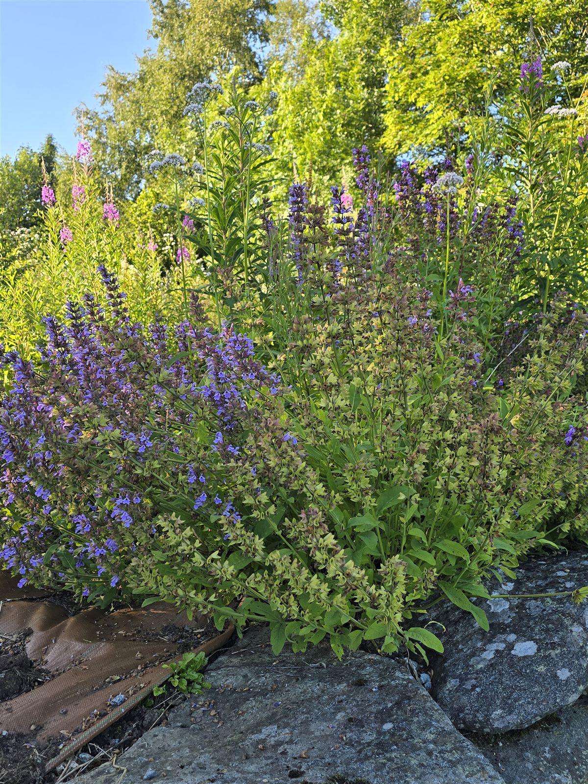 Salvia officinalis