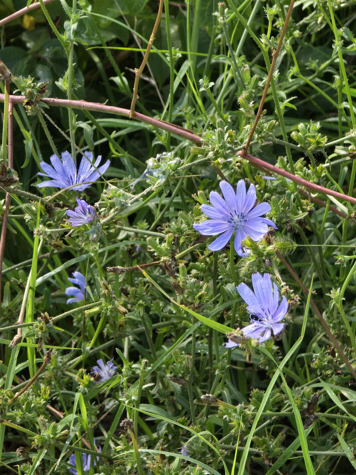 Cichorium intybus