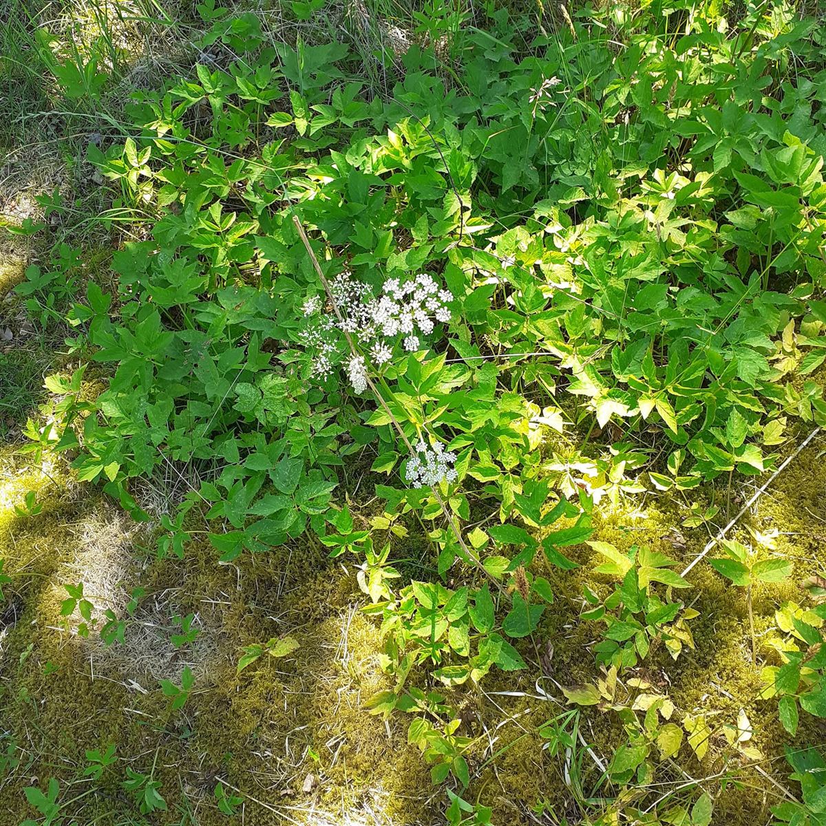 Aegopodium podagraria