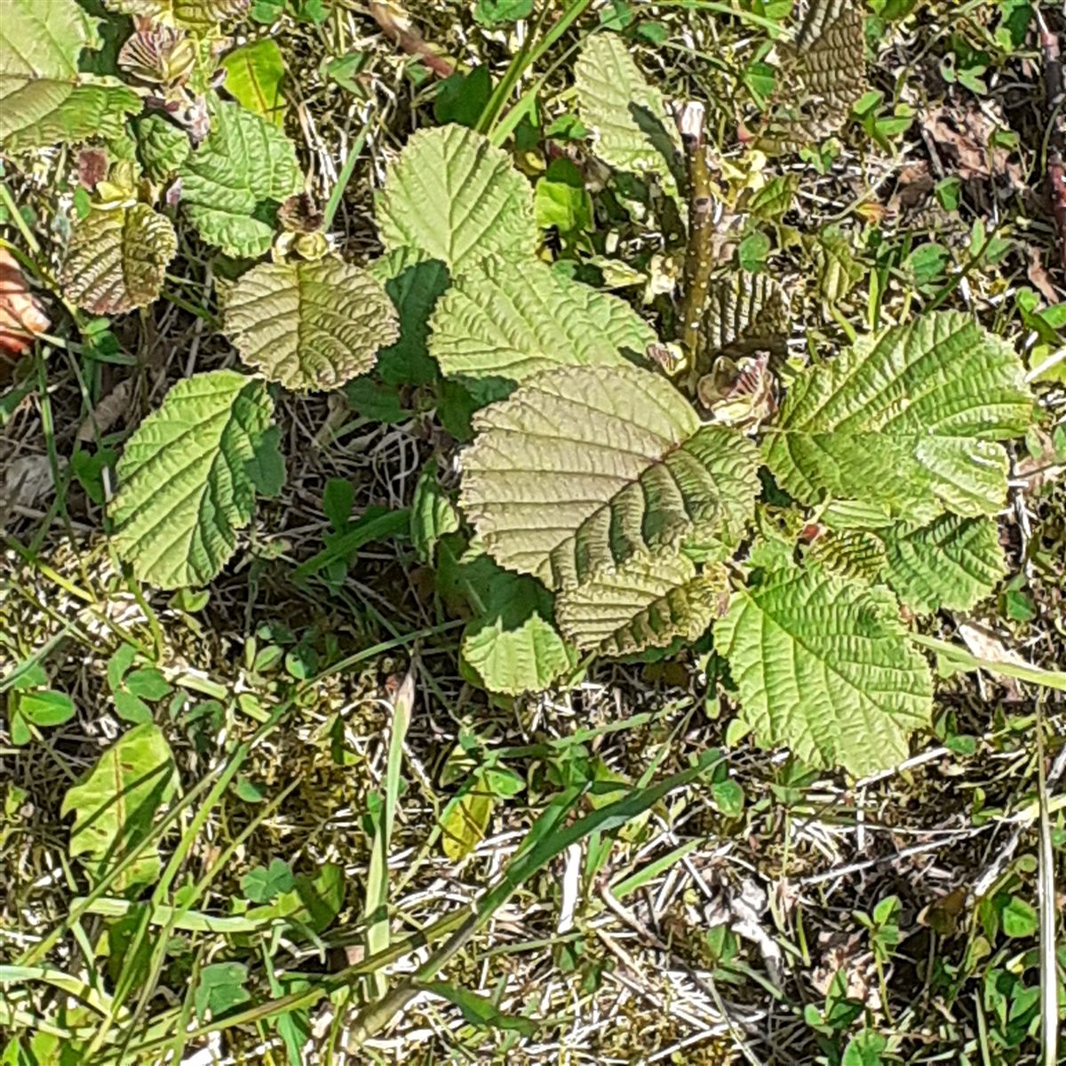 Alnus glutinosa