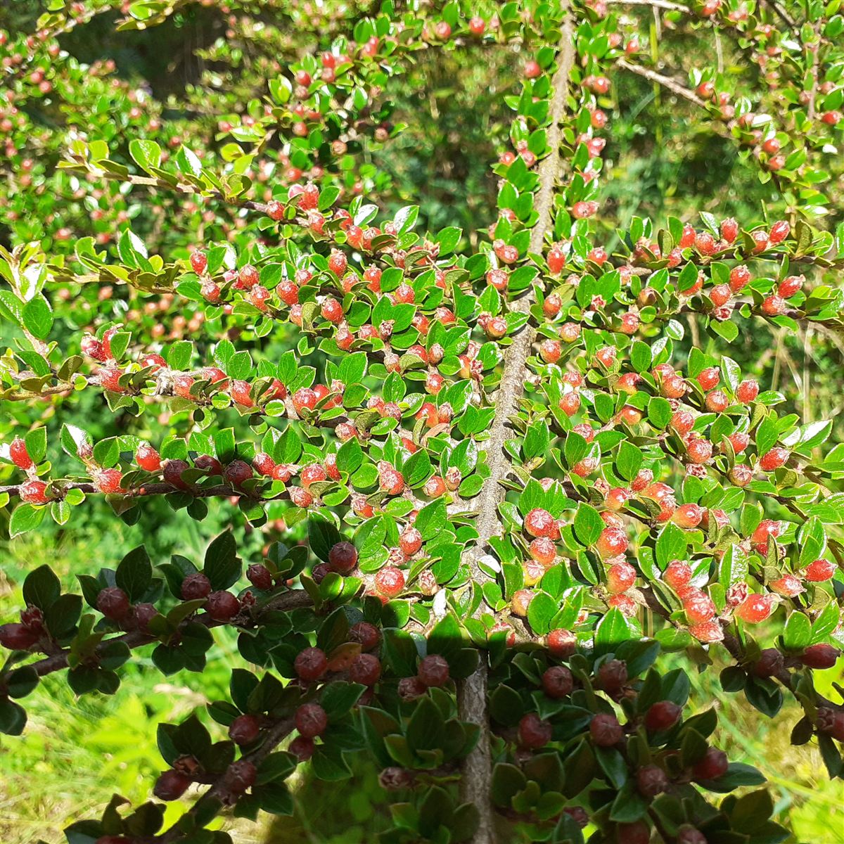 Cotoneaster sp.