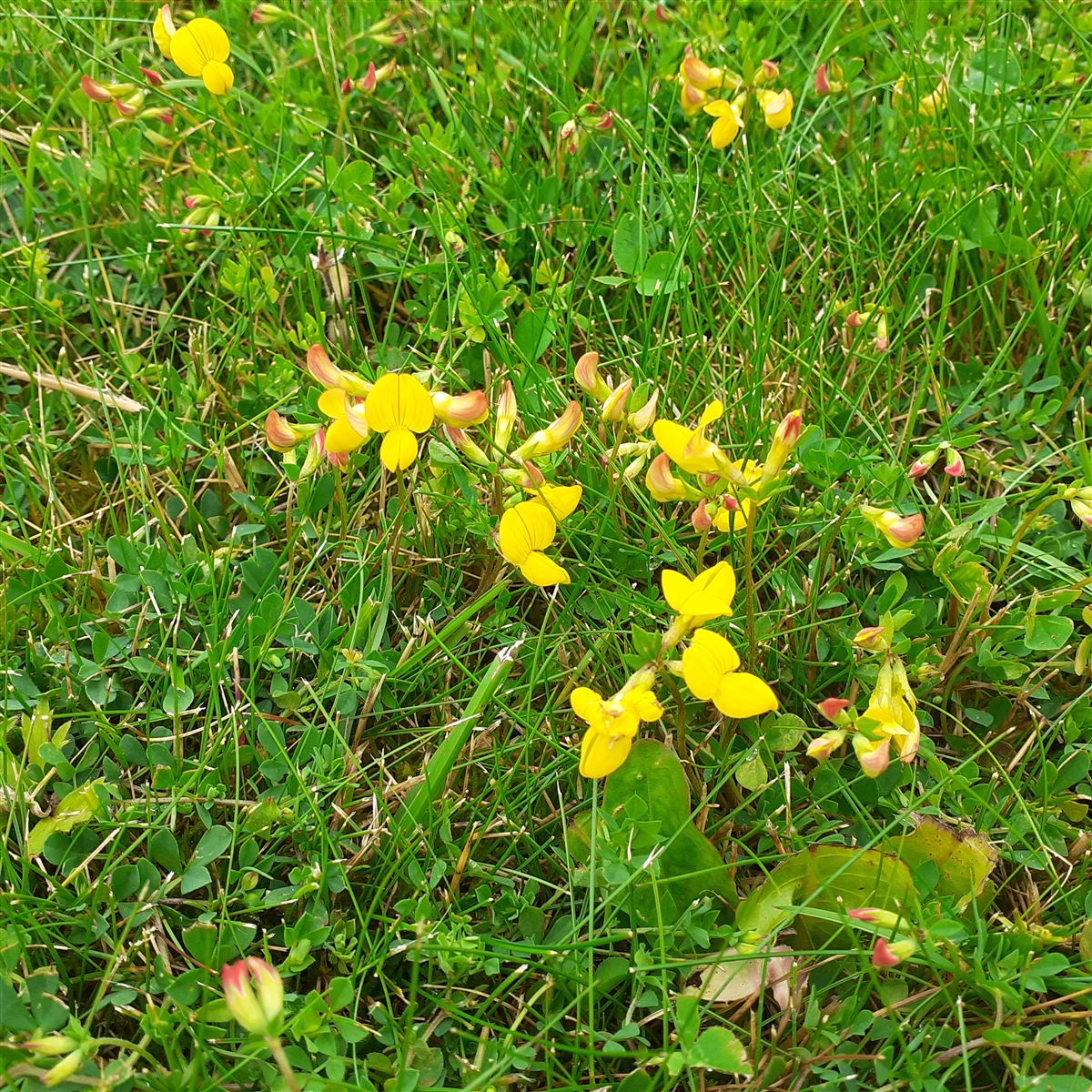 Lotus corniculatus