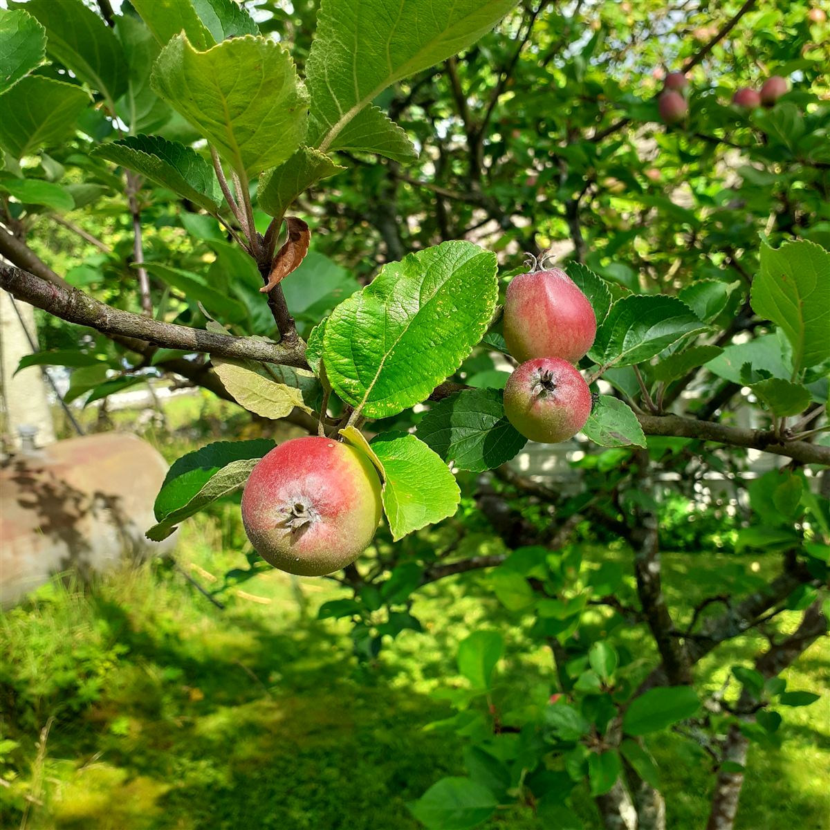 Malus domestica