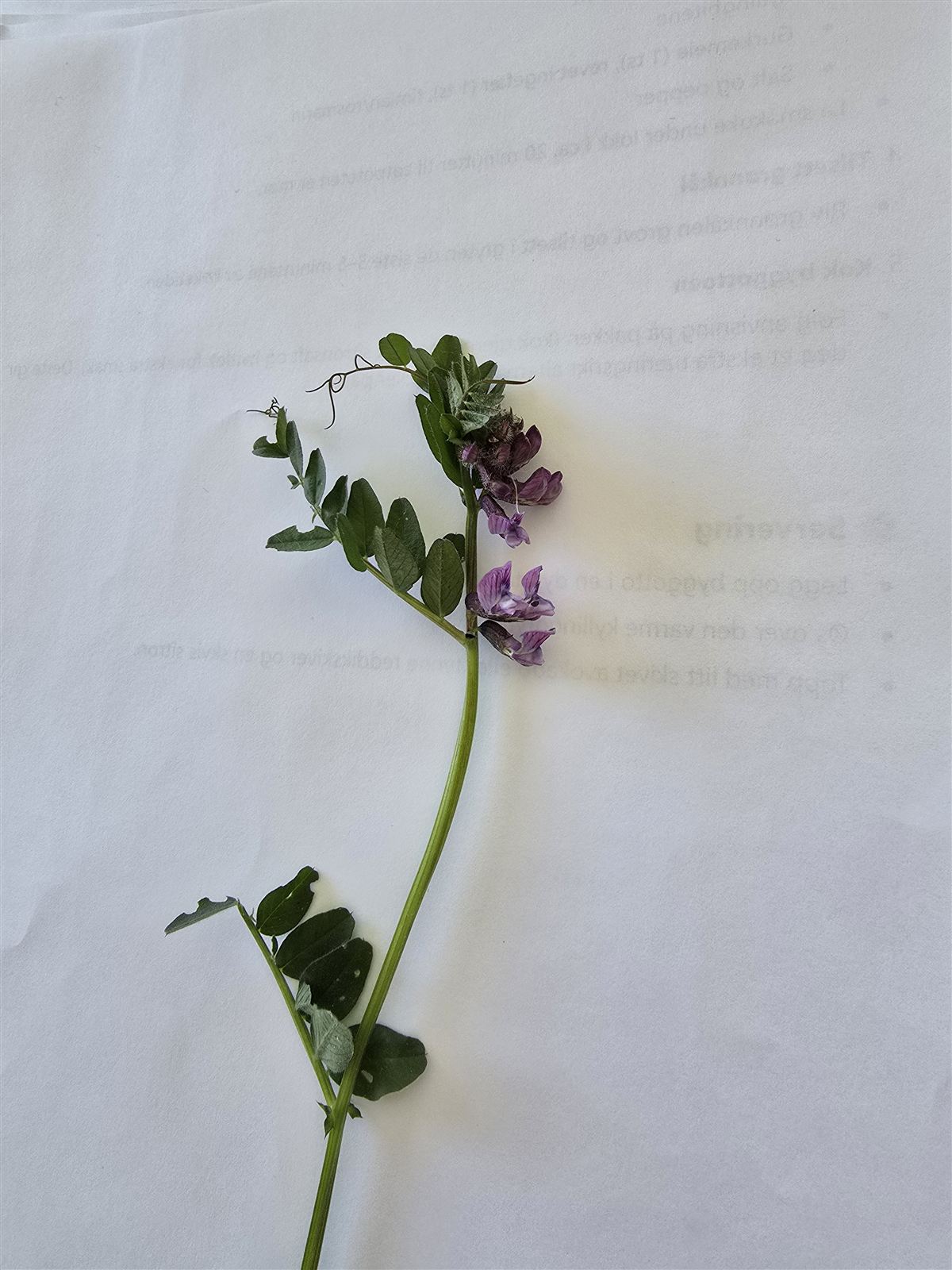 Vicia sp.