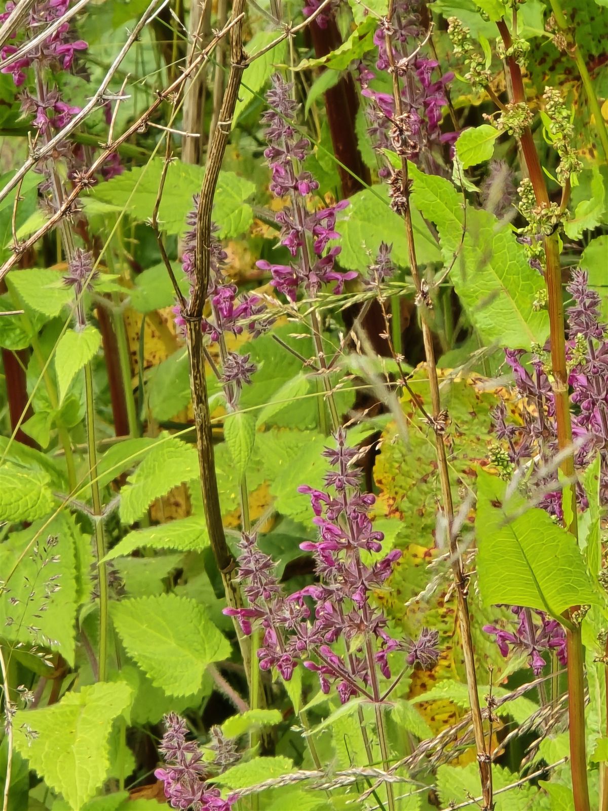 Stachys sylvatica