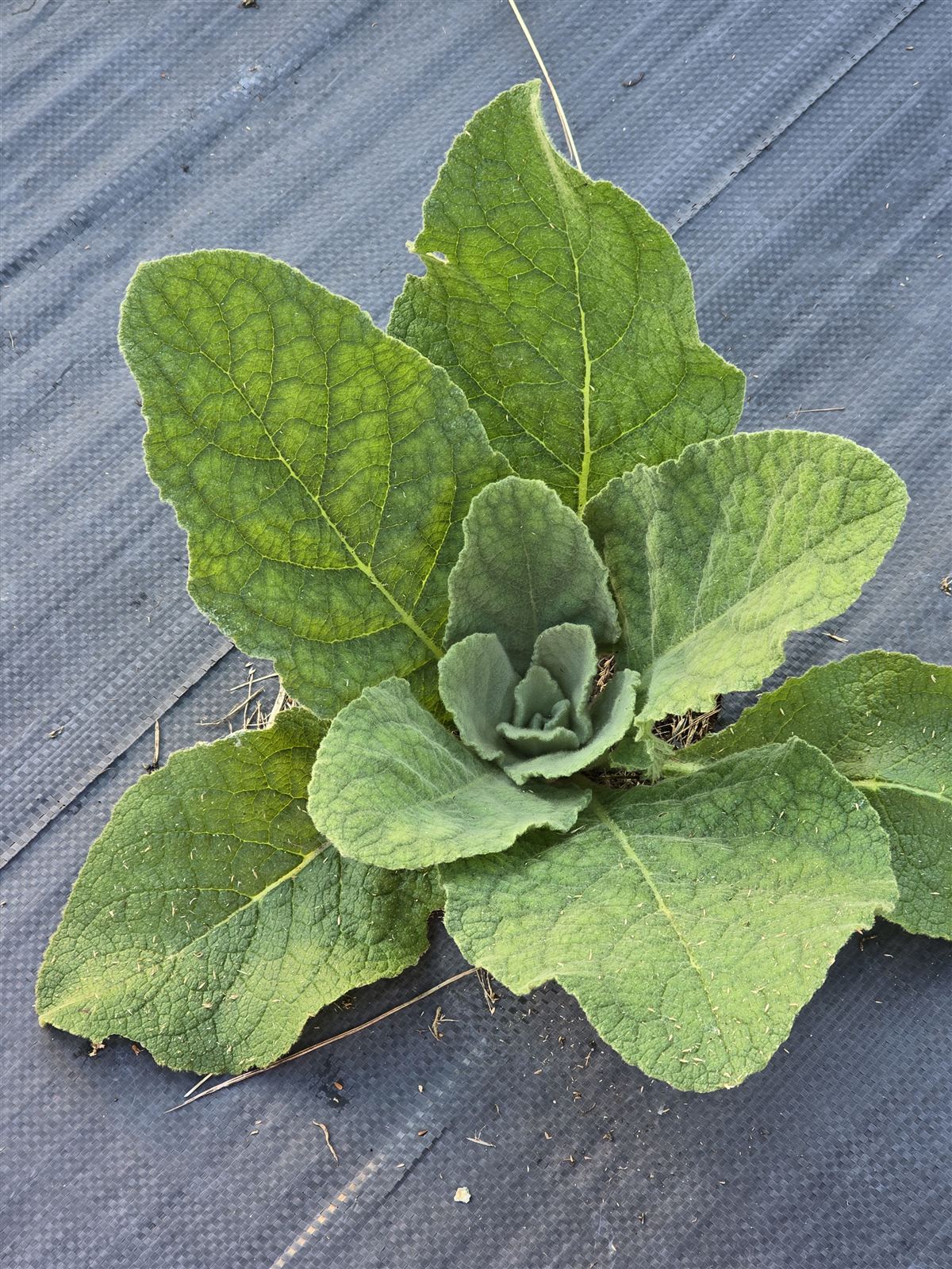 Verbascum thapsus