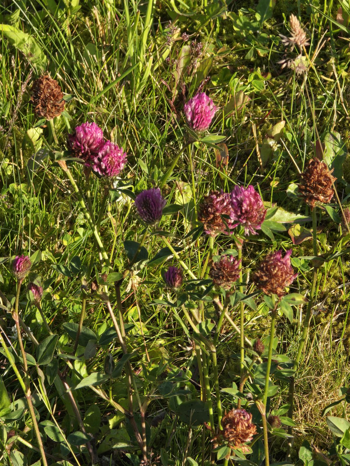 Trifolium pratense