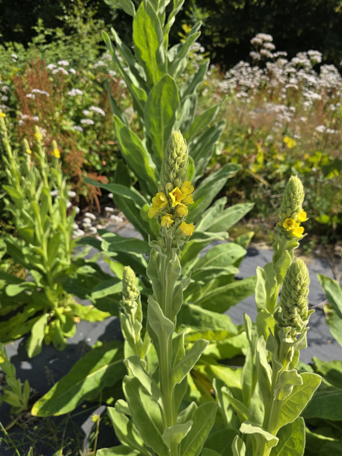 Verbascum thapsus