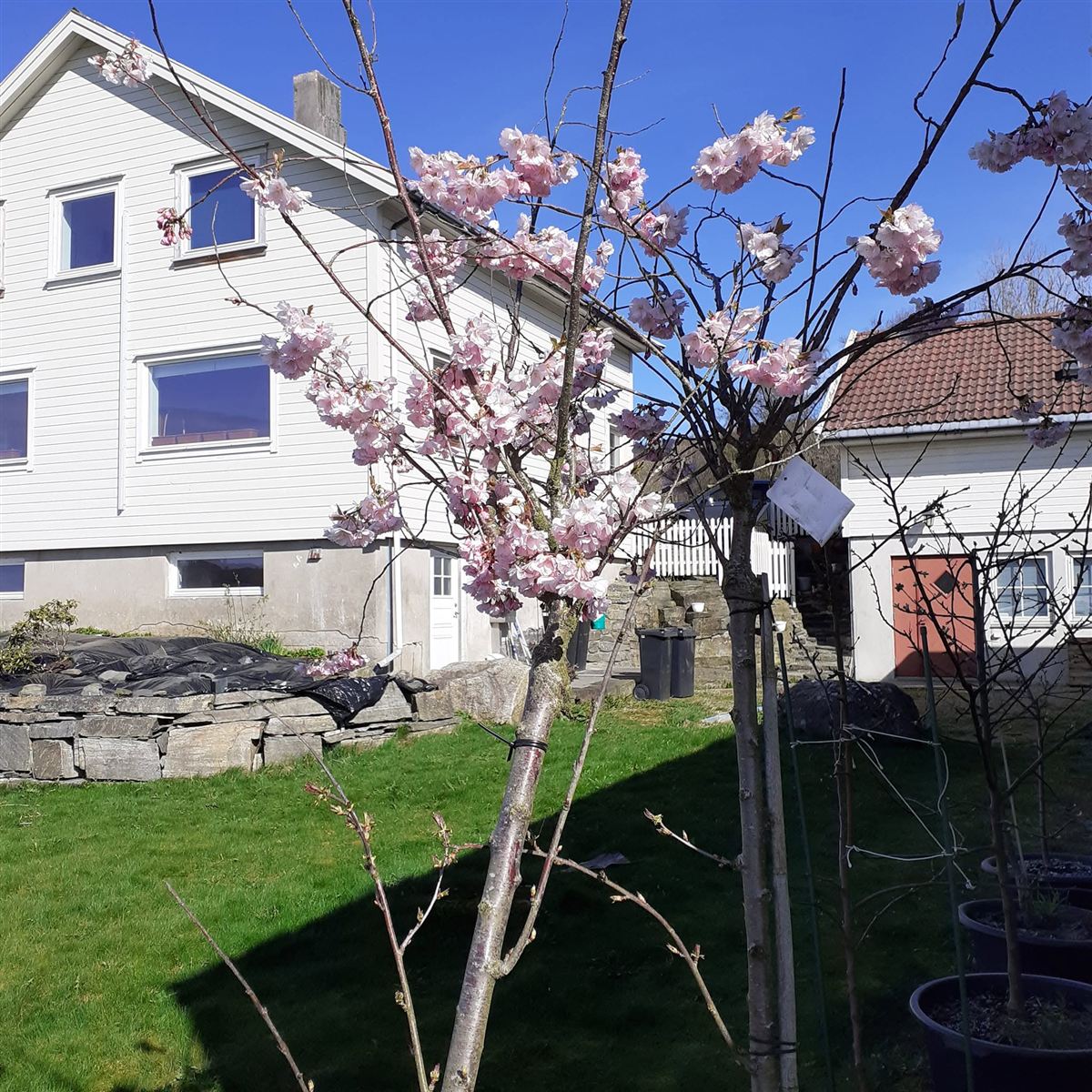 Prunus sp.