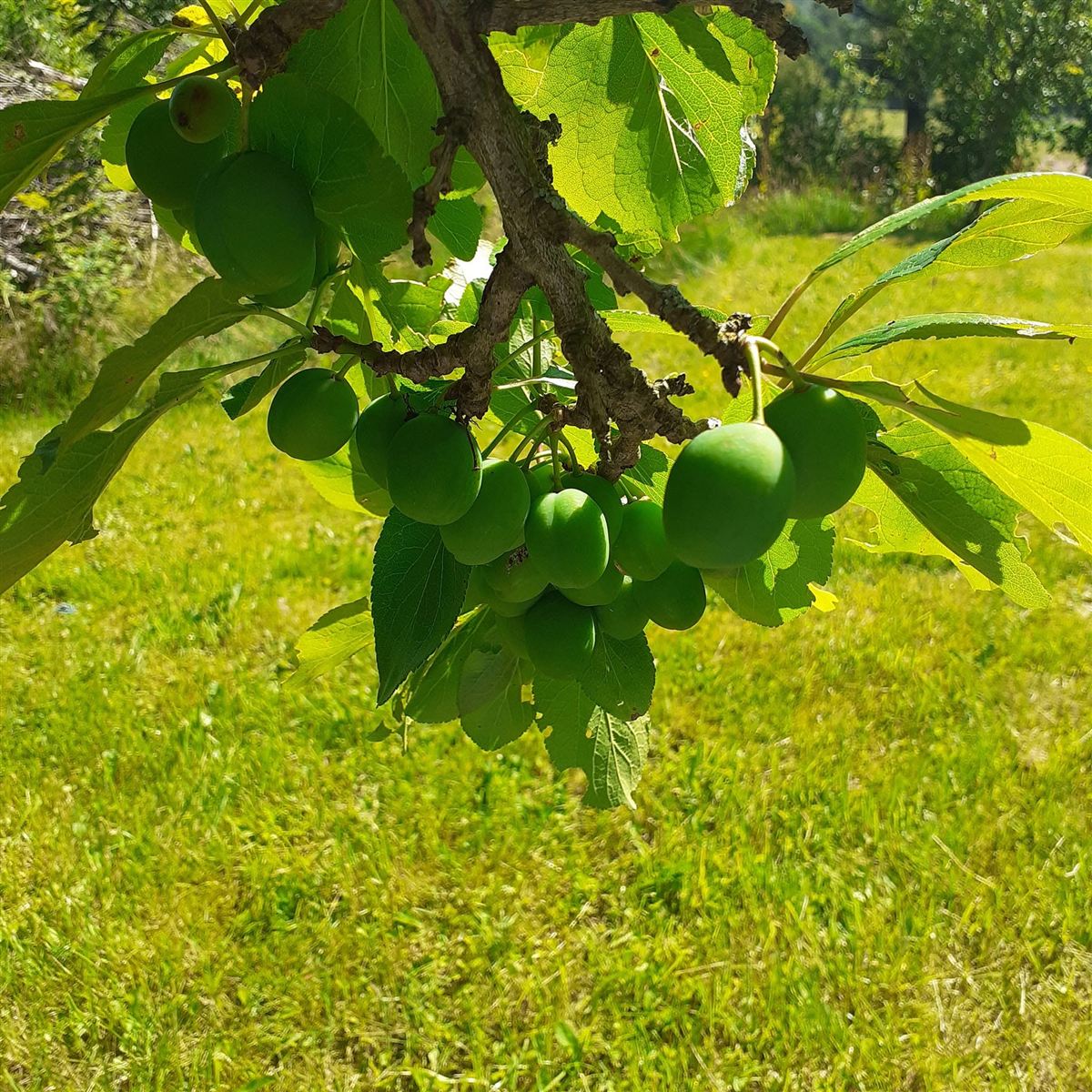 Prunus domestica