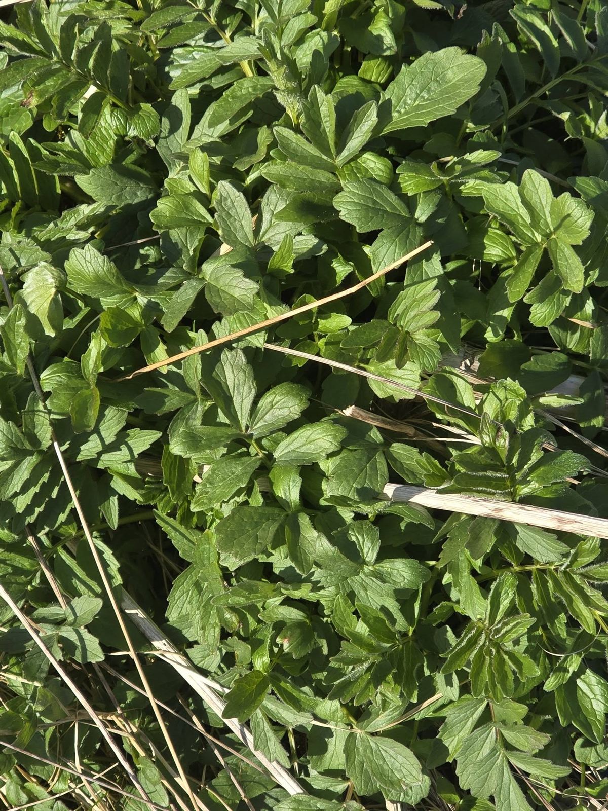Valeriana officinalis