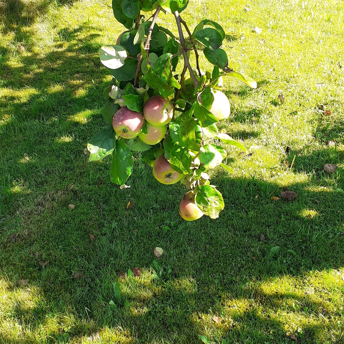 Malus domestica