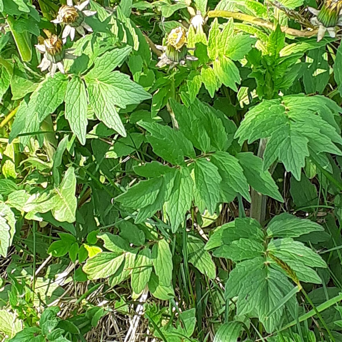 Valeriana officinalis