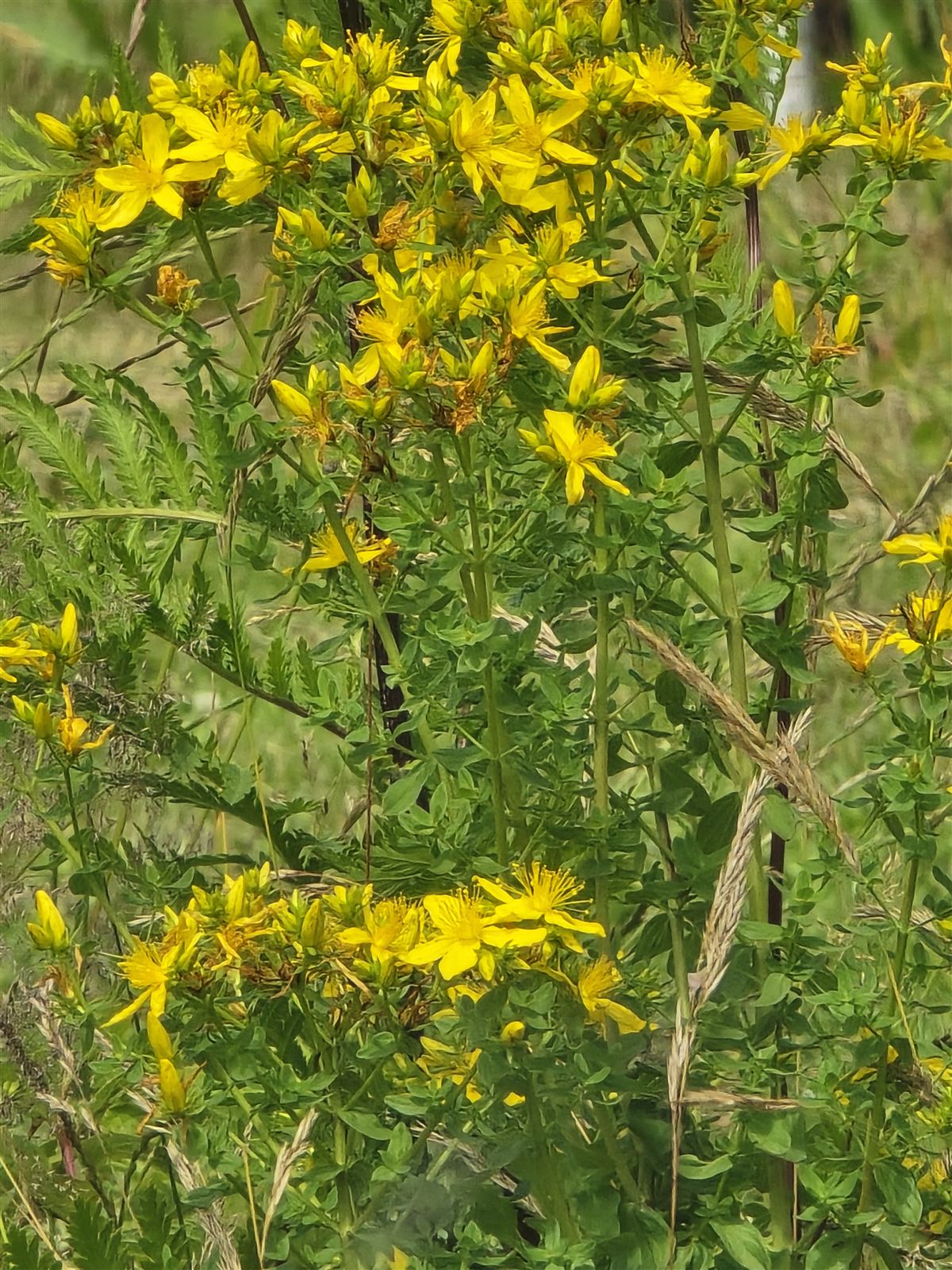 Hypericum perforatum